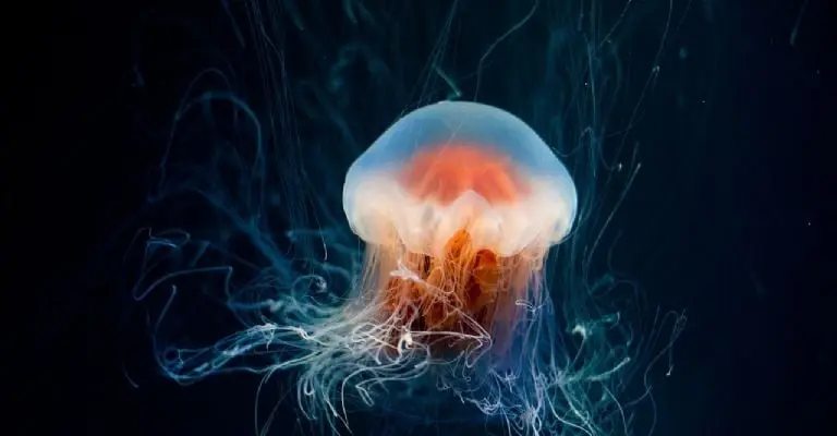 La picadura de una medusa puede provocar hinchazón y dolor. (Pixabay)