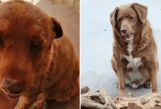 Bobi muri&oacute; a los 31 a&ntilde;os. 