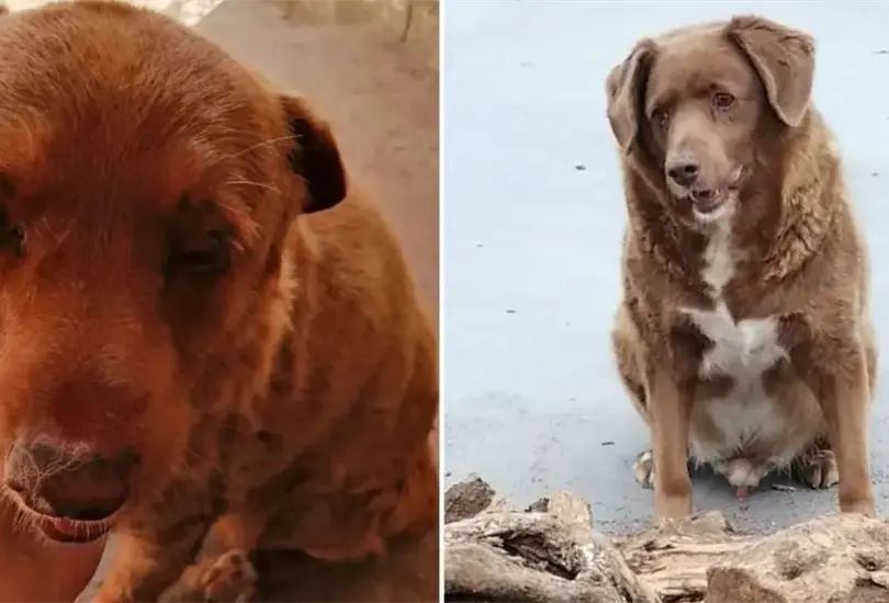Bobi muri&oacute; a los 31 a&ntilde;os. 