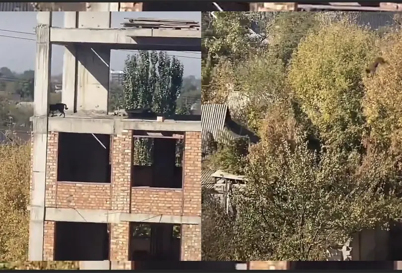 Por lo que se puede observar en el video el perro sali&oacute; ileso.