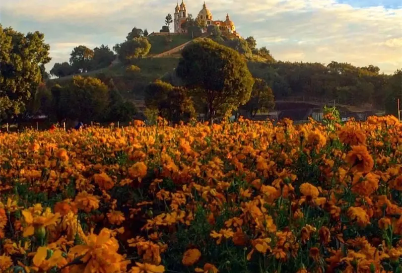 Estos tips te ayudaran a mantener tus flores como si fuera el primer día que las compraste. Estos tips te ayudaran a mantener tus flores como si fuera el primer día que las compraste.