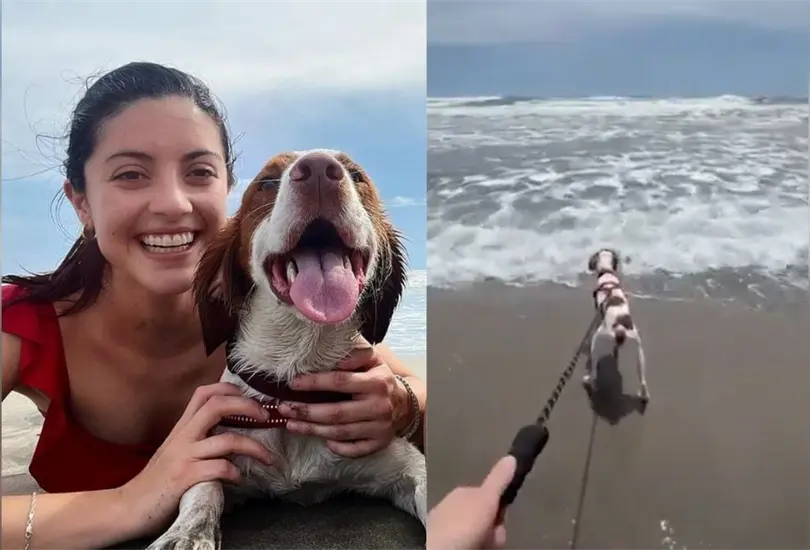 Perrito conoce el mar en Acapulco, días antes de que el huracán Otis destrozara las playas Perrito conoce el mar en Acapulco, días antes de que el huracán Otis destrozara las playas