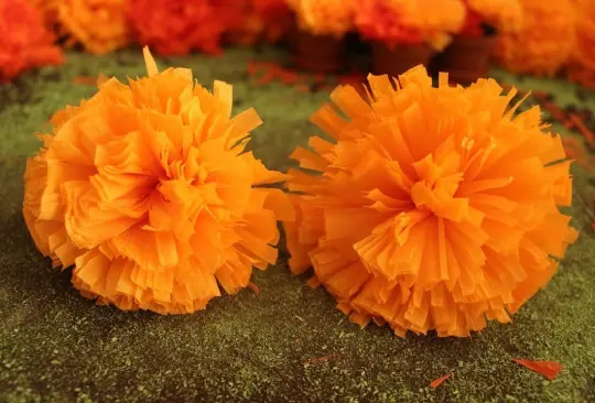 Día de Muertos: ¿Cómo hacer flores de Cempasúchil con papel china o crepé? 