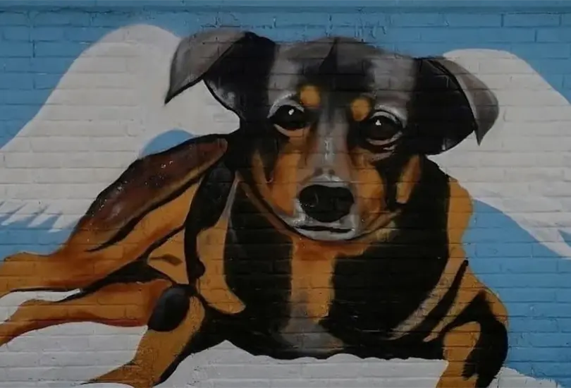 Sergio ´N´ fue hallado culpable del delito de maltrato animal. Sergio ´N´ fue hallado culpable del delito de maltrato animal.
