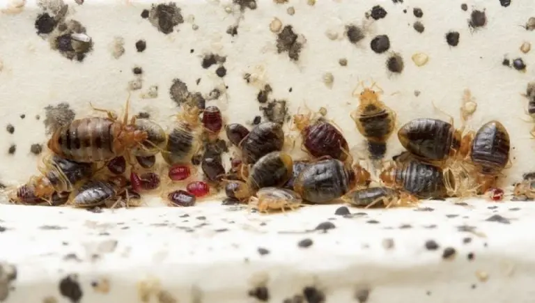 Es improbable que haya plaga de chinches en la UNAM por una absurda razón, explica científico. Foto: especial