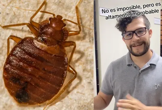 Es improbable que haya plaga de chinches en la UNAM por una absurda razón, explica científico. 