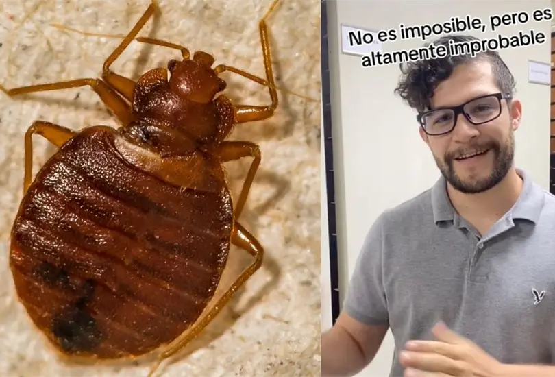 Es improbable que haya plaga de chinches en la UNAM por una absurda razón, explica científico. Es improbable que haya plaga de chinches en la UNAM por una absurda razón, explica científico.