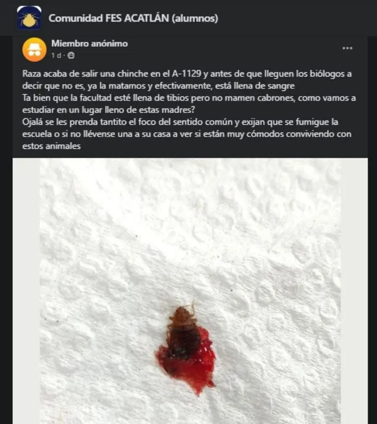 Supuestas chinches en FES Acatlán - Facebook