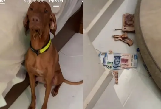 Perrito destroza el dinero de su dueña