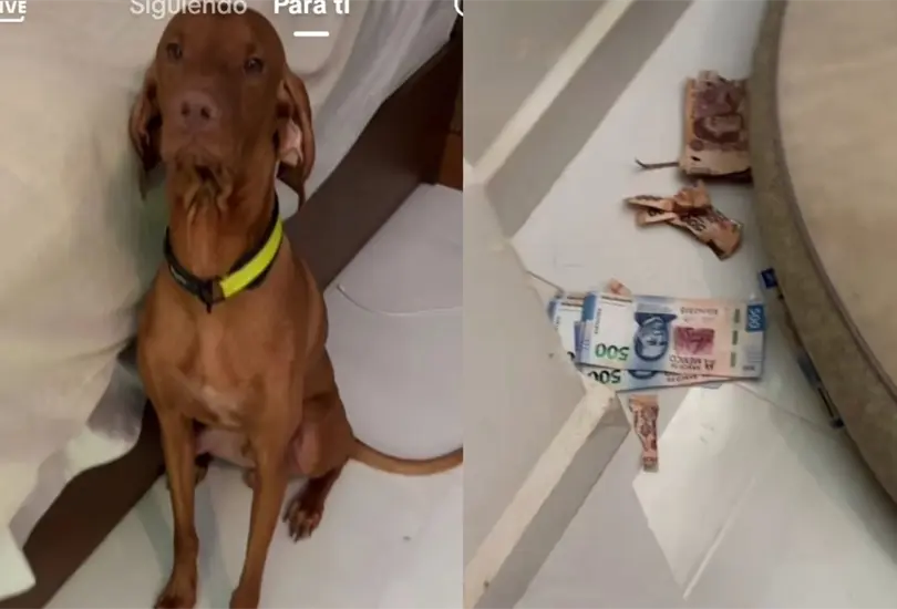Perrito destroza el dinero de su dueña Perrito destroza el dinero de su dueña