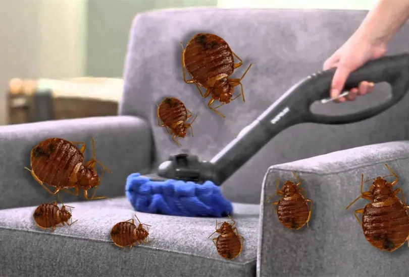 Chinches en México: ¿Cómo detectar chinches en mis muebles, según experto? Chinches en México: ¿Cómo detectar chinches en mis muebles, según experto?