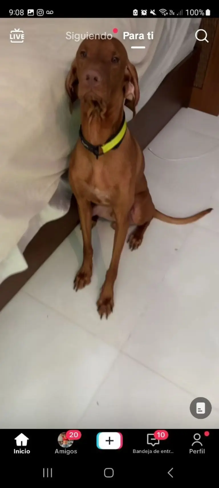 Perrito destroza el dinero de su dueña - Tomada de video