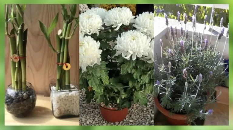 Abundancia en tu hogar: Descubre 3 plantas que atraen dinero por menos de 200 pesos Créditos: Especial