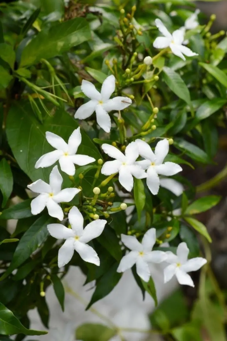 Abundancia en tu hogar: Descubre 3 plantas que atraen dinero por menos de 200 pesos Créditos: IG