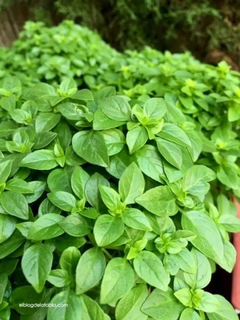 Abundancia en tu hogar: Descubre 3 plantas que atraen dinero por menos de 200 pesos Créditos: IG