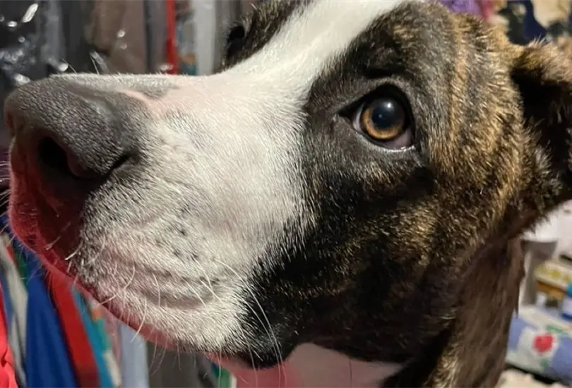 Únete a la colecta de Manada Halliwell para recolectar fondos para refugios de animales. Únete a la colecta de Manada Halliwell para recolectar fondos para refugios de animales.