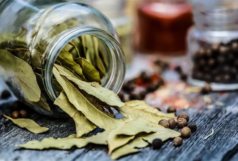 El luarel es una planta muy vers&aacute;til con usos en la preparaci&oacute;n de alimentos y rituales esot&eacute;ricos para atraer abundancia y dinero.