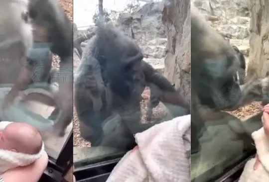 La gorila Kiki expresó una ternura indescriptible al bebé Canyon, de cinco meses de nacido.