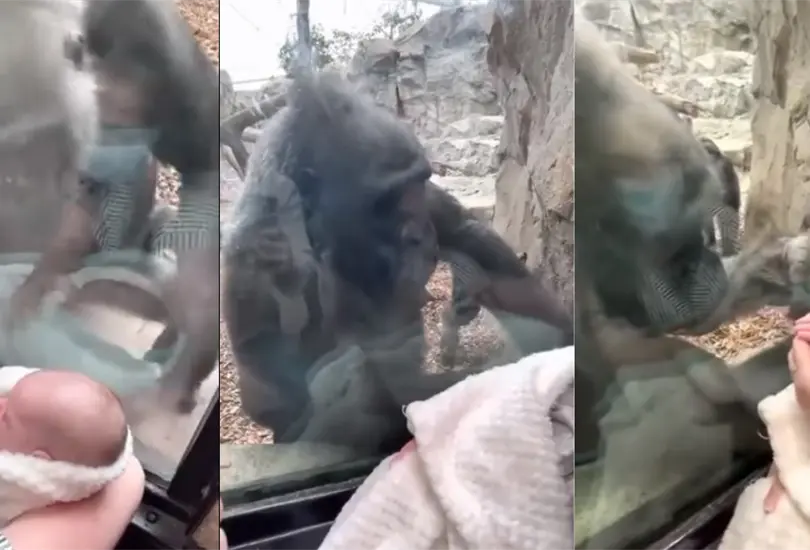 La gorila Kiki expres&oacute; una ternura indescriptible al beb&eacute; Canyon, de cinco meses de nacido.