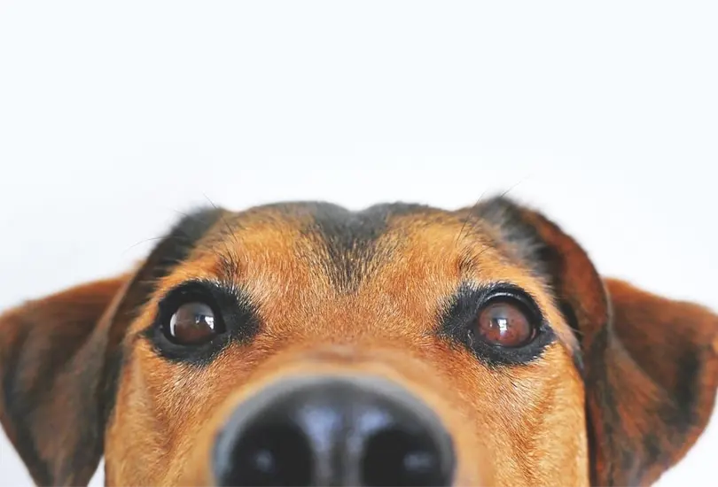 Extra&ntilde;a enfermedad ataca a perros en EEUU