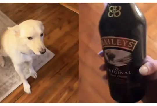 Perrito se toma dos botellas de alcohol y su dueña lo encuentra borracho