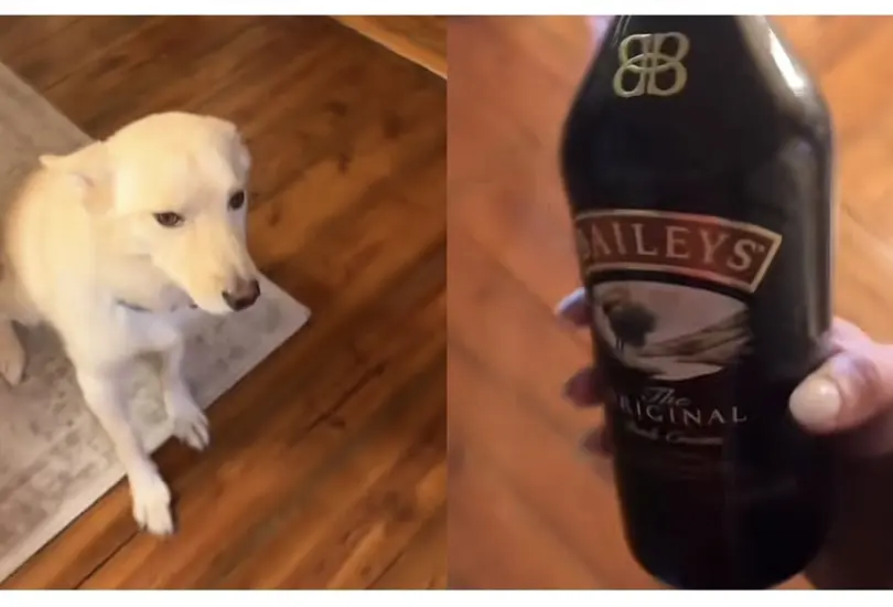 Perrito se toma dos botellas de alcohol y su due&ntilde;a lo encuentra borracho