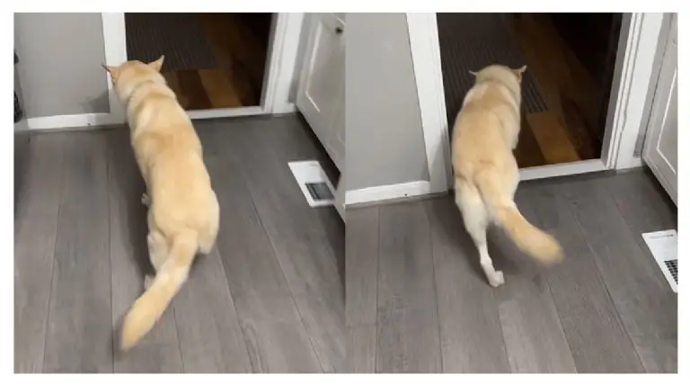 Perrito se toma dos botellas de alcohol y su dueña lo encuentra borracho Créditos: SS