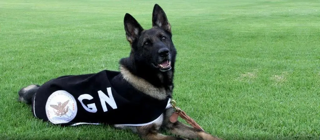 Adopta caninos jubilados de la Guardia Nacional