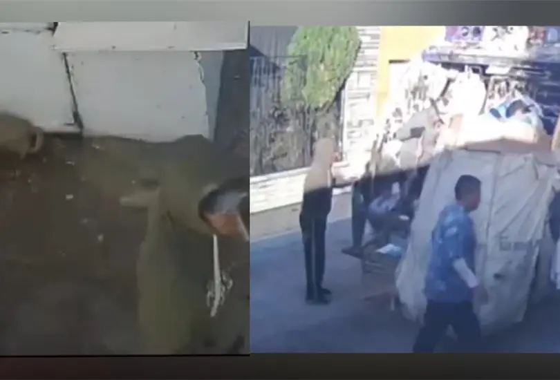 Indignaci&oacute;n en Naucalpan: barrendero golpea salvajemente a cachorrito que ladr&oacute; al cami&oacute;n de la basura