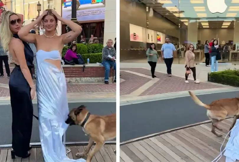 Perro le roba vestido a modelo