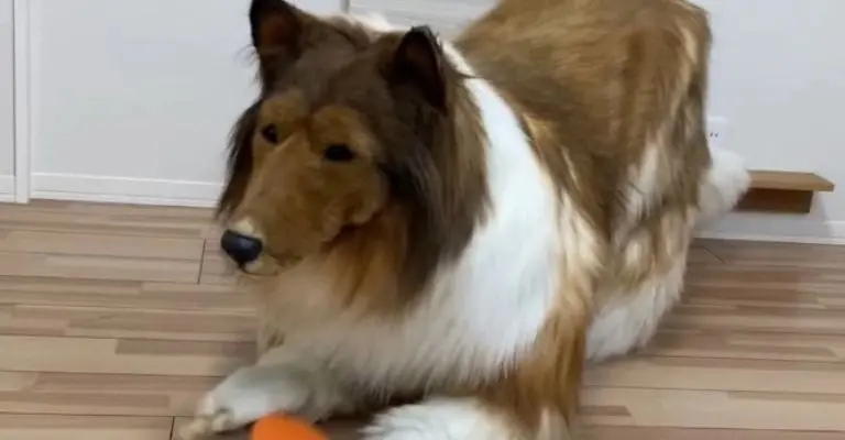 e llama Toko-san y fue la agencia Zeppet la encargada de crear el atuendo realista del perro Border Collie.Créditos: Tomada de video