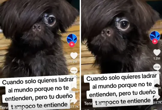 Perrito emo se hace viral en redes sociales 