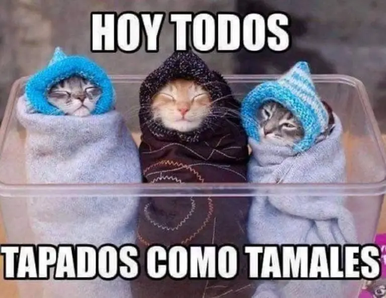 Frente Frío 9 en camino: Estados afectados por lluvias y vientos en esta semana Créditos: Facebook