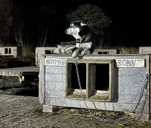 Huskys Alaska: así es el criadero de perros para trineo en un pintoresco pueblo de Noruega