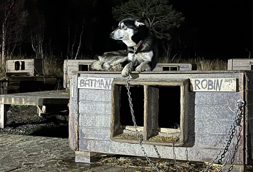 As&iacute; es el criadero de Huskys Alaska en Noruega.