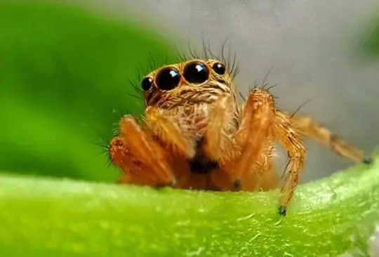 ¿Cómo identificar a la araña chupasangre?