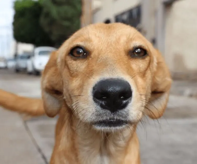 Justicia para Peluche: policías atropellan y matan a perrito en Edomex Créditos: RS