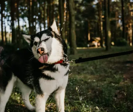 Mascotas: el medicamento que alargaría la vida de tus perritos