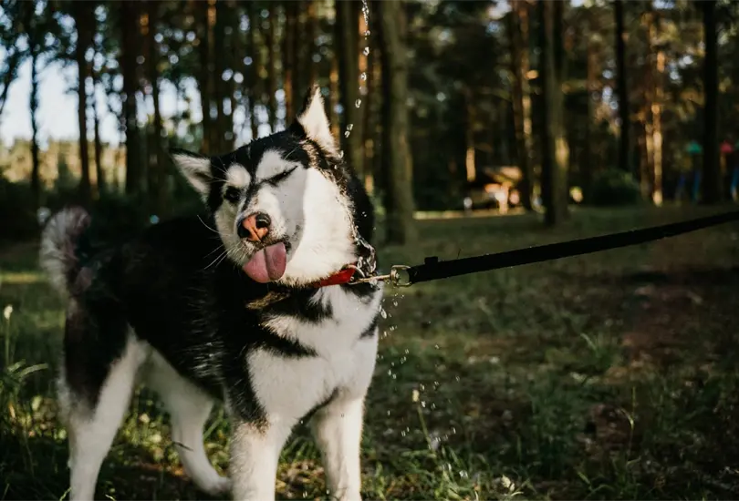 Se desarrolla un medicamento que podr&iacute;a alargar la vida de nuestros perros.