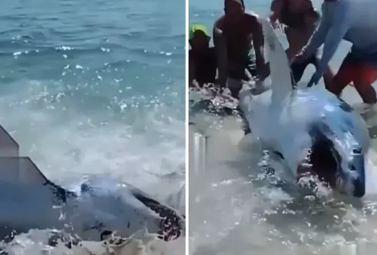 Un tibur&oacute;n qued&oacute; atrapado en la playa. 