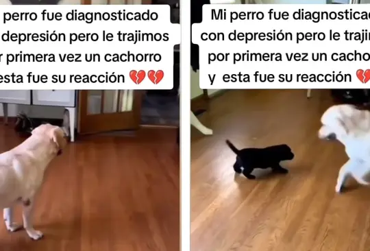 Perrito con depresión encuentra la felicidad con un nuevo amigo y su reacción se vuelve viral Perrito con depresión encuentra la felicidad con un nuevo amigo y su reacción se vuelve viral
