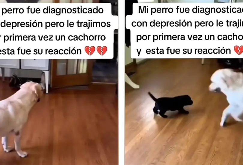 Perrito con depresi&oacute;n encuentra la felicidad con un nuevo amigo y su reacci&oacute;n se vuelve viral 
