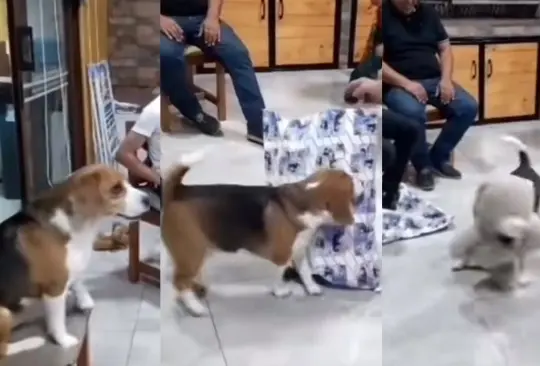 Navidad 2023: perrito espera paciente su regalo de intercambio y conmueve a TikTok Navidad 2023: perrito espera paciente su regalo de intercambio y conmueve a TikTok