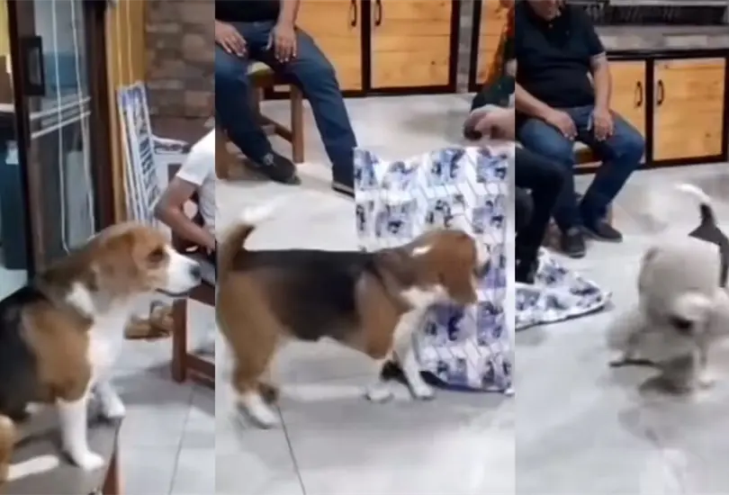 Navidad 2023: perrito espera paciente su regalo de intercambio y conmueve a TikTok