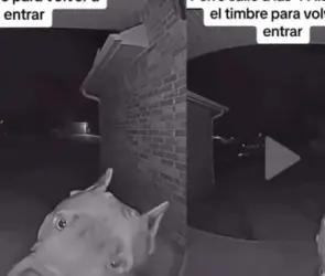 VIDEO Perrito sale de madrugada y toca el timbre para que le abran la puerta