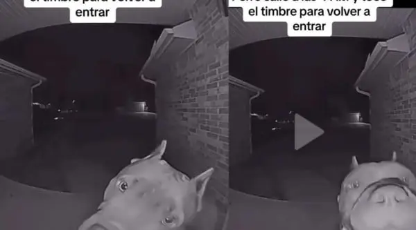 La astucia de este perrito que salió de madrugada, se quedó afuera de casa y tocó el timbre para que le abrieran la puerta, ha dado la vuelta al mundo.