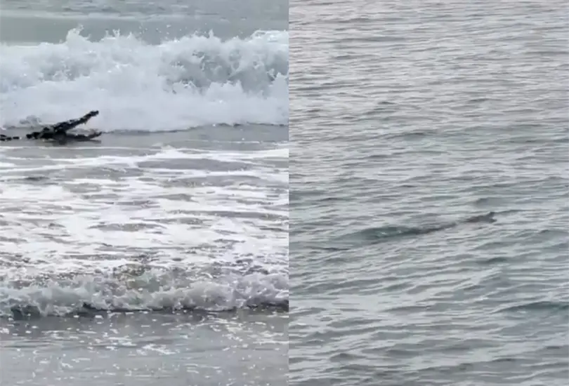 El avistamiento ocurri&oacute; a unas semanas de que un turista de origen canadiense fuera atacado. 