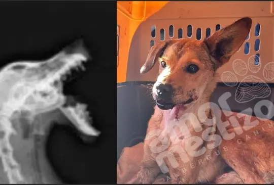Rescatan a Belén, la perrita víctima de un cruel ataque con un cohete por un menor Rescatan a Belén, la perrita víctima de un cruel ataque con un cohete por un menor