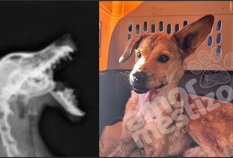 Rescatan a Belén, la perrita víctima de un cruel ataque con un cohete por un menor Rescatan a Belén, la perrita víctima de un cruel ataque con un cohete por un menor