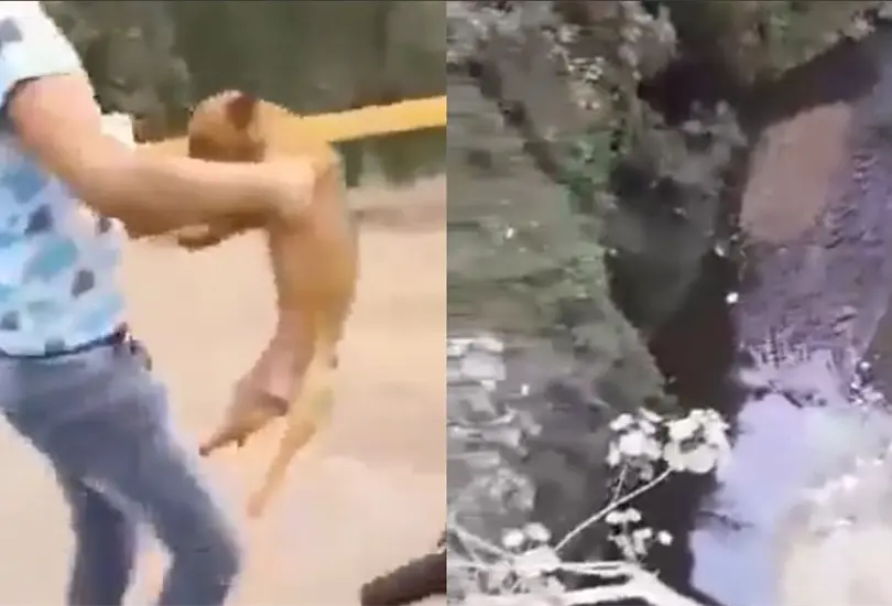 Adolescentes se graban al lanzar y disparar a perrito desde el Puente de la Novia Adolescentes se graban al lanzar y disparar a perrito desde el Puente de la Novia